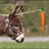 A Carrot Called Indy (@aulbea1) 's Twitter Profile