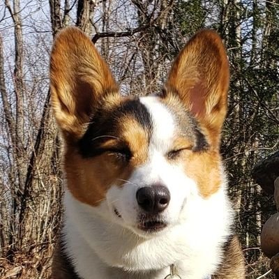 Corgi/ Golden / Bernedoodle/ Kitty dad. LOST addict. Top .05% Smith Street Band listener. Playing DBD, BF6, and too many other games