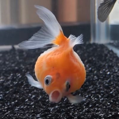 ジュン おうち金魚 救急 ポップアイ 治療法求む お腹に傷ができてたので塩浴していたはなぶさくんがポップアイという病気にかかってました こんな病気はじめて見た もし詳しい方いたら治療法教えて頂けると助かります