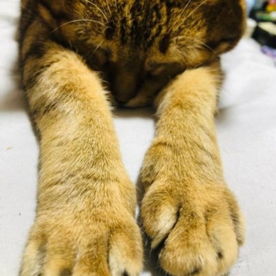 すぴおさんのプロフィール画像