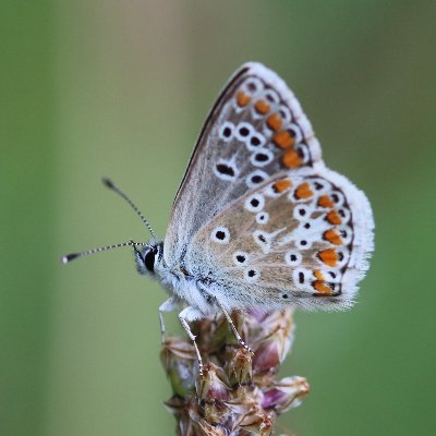 Informerend account van de gemeente Utrecht over stadsnatuur | door Floris (FB), Arthur (AH) en Gitty (GK)