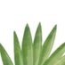 Voce Green (@vocegreen) Twitter profile photo Voce Green (@vocegreen) Twitter profile photo