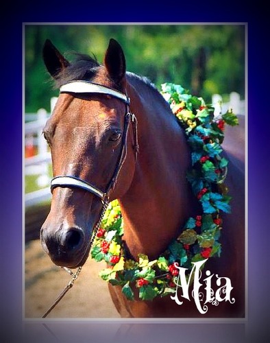 providing sanctuary for special needs equines and educational opportunities for all