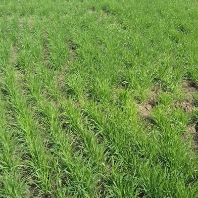 kisan putr