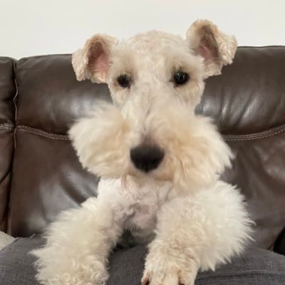 A fun loving Wire Haired Fox Terrier in Ireland. I also allow my best pal Dave use my Twitter for his politics and life views....🥱 so boring but that’s humans.