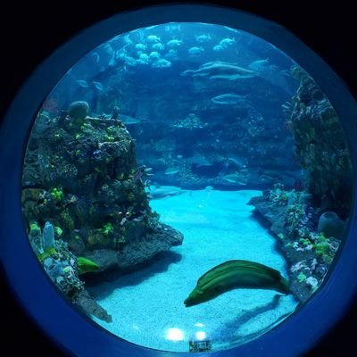The Leader in NC Aquariums News & Information! This is a fan account. NCAN&M is not affiliated with the NC Aquarium Society or any of its locations.
