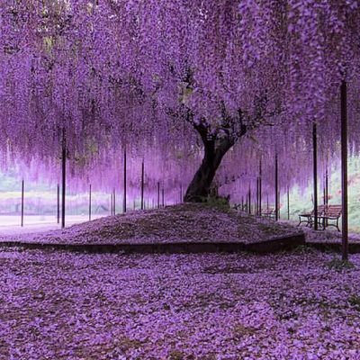 sema04imb's profile picture. biyolog