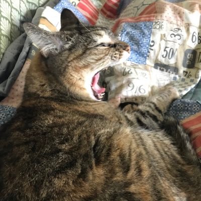 AbigailS1763's profile picture. 🇺🇸Christian. Conservative. Cats. 🇺🇸 Replies only. No tweets.