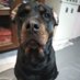 Andrey (@andrey65191773) Twitter profile photo Andrey (@andrey65191773) Twitter profile photo