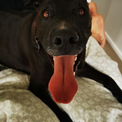 mlishman's profile picture. Skin and Gut Health Nerd. Real Food. Coffee. Family. Rescue Animals.