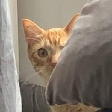 #Bulbizarre (surnom Binours) - Chat de gauche - Chasseur de crouquettes. Mes humains sont @Mother0fGrogu et @PierrotLeProf. 🐈💞