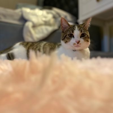 silylilybily's profile picture. hi efery boady ime lily amd i loaf yuo :) @kiwidragonfruit is mine bigge big sistor