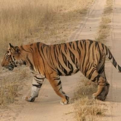 Dedicated charity,working with local communities and frontline forest staff@ ground level for wild Tiger and habitat solutions..