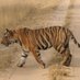 Tiger Awareness (@tigerawareness) Twitter profile photo Tiger Awareness (@tigerawareness) Twitter profile photo