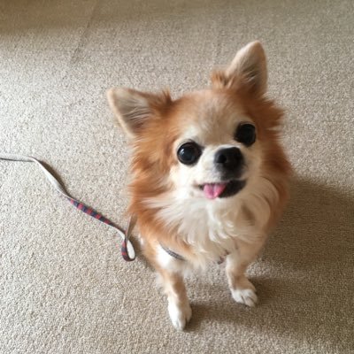 犬🐕猫お花💐音楽🎻美しい風景、特に故郷北海道の風景が大好きです。 2020.10.20 愛犬レオ(ロングコートチワワ )17才5ヶ月虹🌈の橋へ🐶 ☆林部智史さん♬応援してます🌹
