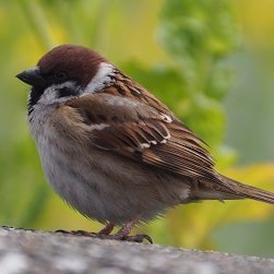 偶然参加した観望会から星にとりつかれました。眼視観測中心ですが対象はオールラウンドです。多分機材マニア。趣味は他にオーディオ、クラシック音楽、ゲームなど。
スピリッツとコーヒーとチープなお菓子が好きです。東京在住。