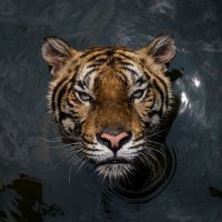 Gunter MS Lady Tigers (@gms_ladytigers) 's Twitter Profile