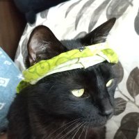 tomokazu11 (@tomokazu11golf) 's Twitter Profile Photo