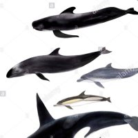 tutuiyo (@tutuiyo1) 's Twitter Profile