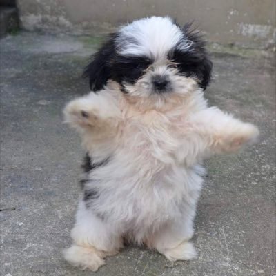 wetsweatshirt's profile picture. agin' cajun / queer / non-bayou-nary