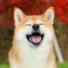 Dogekenfourb's profile picture. #dogecoin