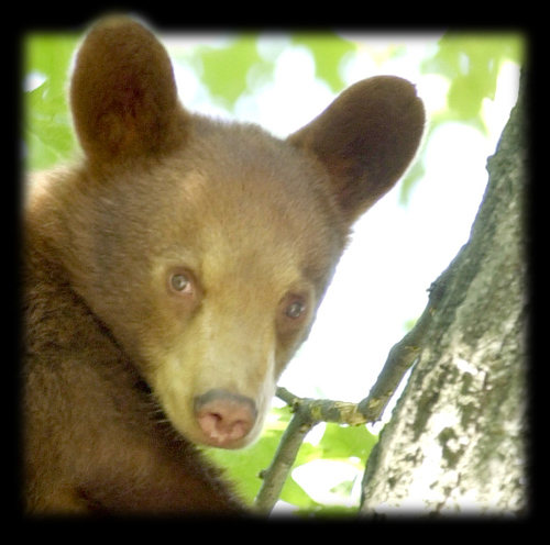 Sniffing out all the tasty news morsels in the Poconos of northeastern Pennsylvania
