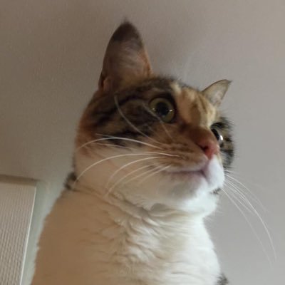 kaori_Orange_PC's profile picture. 経理・業務改善など。人間の家族+猫+犬と暮らしています。🌸手編み手織り好き