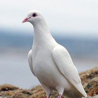 amessenger (@amessen70846433) 's Twitter Profile