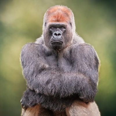 loxs4life's profile picture. On my Ape shit!