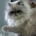 Meow Meow (@meow_meow_2020) Twitter profile photo Meow Meow (@meow_meow_2020) Twitter profile photo