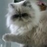 Meow_Meow_2020's profile picture. What time is it? It's time for another general European war, and this time, nuclear weapons will be in the mix...