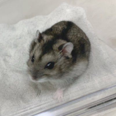 🐹12月生まれの♂/ ルイ君 👩飼い主は20歳の女子大生 🌱1月28日から家族に 🍼大好物はヒマワリの種と卵ボーロ 🎬YouTubeやってます！ 仲良くしてください✨