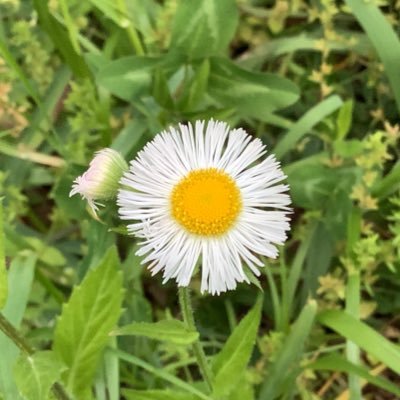 ささすずめさんのプロフィール画像
