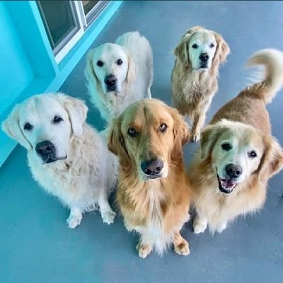 Hi! This is a fan account for close up pics of @thegoldenratio4 's dogs. I also manage the @VenkCloseUp account.