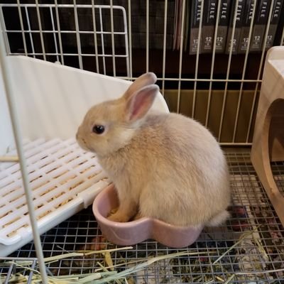 kFMgytF2GlmW2Fp's profile picture. うさぎと旦那と暮らしています。
ゲーム好きの元SEです。
秋田県出身です。

ライコス(十二宮)/ジャスティス/ブレソル/オーディーンバルハラに出没してます( ･ω･)