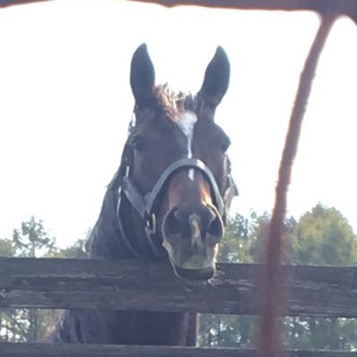 m_konomi's profile picture. 競馬観戦が好き。キタサンブラックが好き。フィギュアスケート観戦と日ハム観戦とレバンガ観戦とその他スポーツ観戦も詳しくないけど好き。