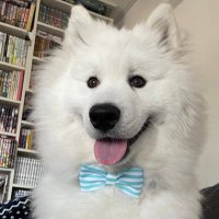 サモエドのソラン soran the samoyed(@samoedsoran) 's Twitter Profile Photo