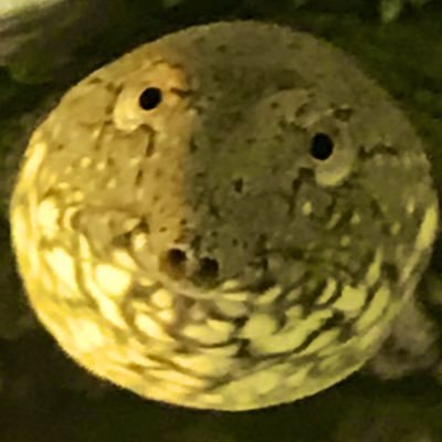 元戦闘機操縦士の雑多アカウント ぴえん愛好家🥺 スッポンのポン太郎とメダカ、ドジョウ、エビを飼う男 昆虫なども好き 魚や他の生き物もたくさん投稿する田舎マン