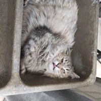 Ottmar Schaub (@ottmarschaub) 's Twitter Profile