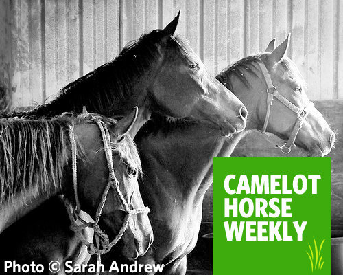 To network the horses purchased for the feedlot of the Camelot Auction House. Horses have unti 2pm Saturday following auction to find homes.