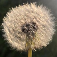 Temple Balsall (@templebalsall) 's Twitter Profile Photo