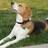BustertheBeagle's profile image