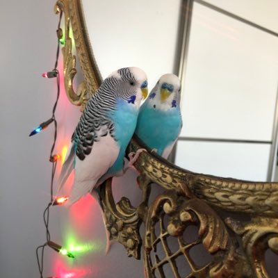 pikocokzeki's profile picture. 3 yaşındayım ve çok zekiyim malsefkii