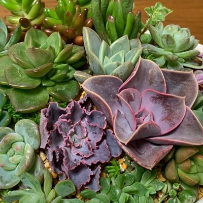 いつの間にか多肉5年生になりましたがまだまだ初心者🔰😊2020年7月に初めて多肉植物を購入後徐々に多肉植物にハマっていきました😍ジュレたり溶けたり枯らしたり…😫色々と経験を積んでいます🥰観葉植物にもハマっています😅色んな方の情報を見せていただきながら勉強中です😊 よろしくお願いします💕