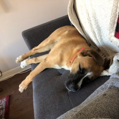 dmackinnon77's profile picture. dad..scout..transplanted Maritimer 🦍 ✈️