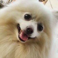 🐶😃ポメラニアンティナ坊パパ (@d071e05ebd2a4e7) 's Twitter Profile