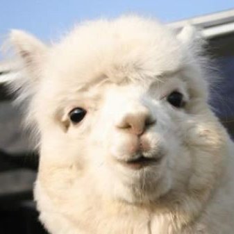 Cryptococcus19's profile picture. 코린이