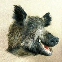 Goggleman21 (@goggleman21) 's Twitter Profile