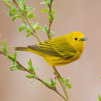 The birds are just around the corner. 

 🇯🇲 🇨🇦

🌆 Brampton, Mississauga, Caledon
📷 Canon 6D
🔭Sigma 150-600mm f/5-6.3 C handheld

#BlackBirder #WeOutHere