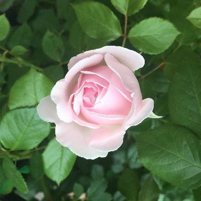 きらきらしたもの大好き。2022年1月10日に、ミンネとクリーマでジュエリーのお店「花がさね」(@hanagasane2022)を始めました!こちらは個人用アカウントです。バラを育てること、紅茶、旅行が好きです。Twitterはやっと慣れてきました。気軽に声をかけてくれるとうれしいです。